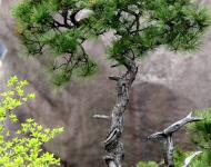 漫山遍野的造型松也是一道風(fēng)景（攝影/水墨丹青）