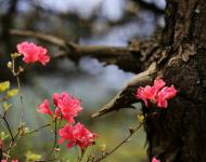 杜鵑花又名映山紅，被譽為“花中西施”