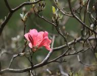 杜鵑花又名映山紅，被譽為“花中西施”