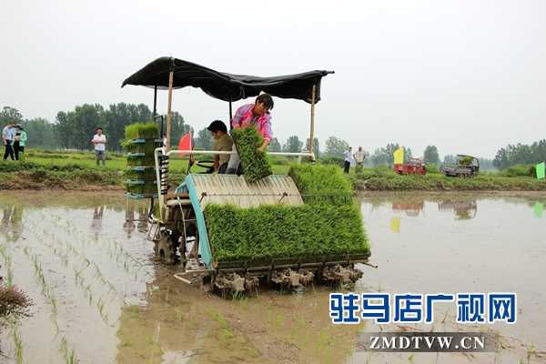 正陽(yáng)縣推廣水稻機(jī)械化插秧