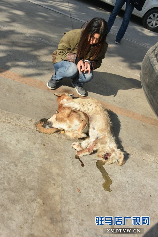 狗肉湯鍋店老板夫婦白天賣狗肉，晚上用弩和毒鏢盜狗