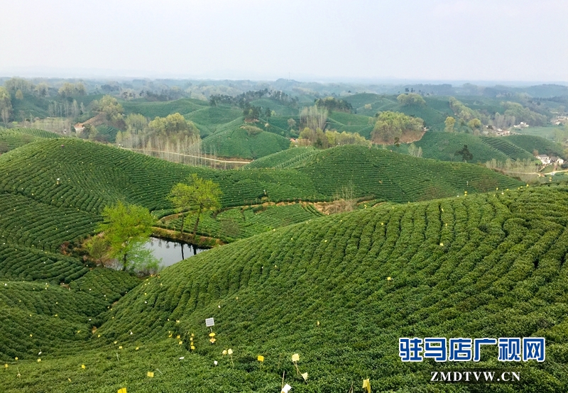 云霧高山有好茶