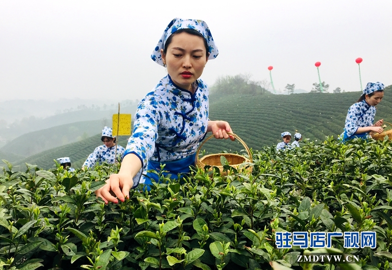 采茶女正在采摘茶葉