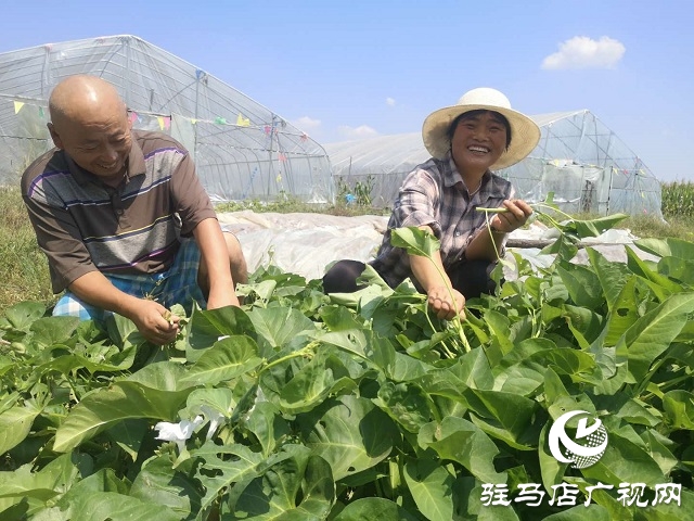 驛城區(qū)朱古洞鄉(xiāng)：瞄準(zhǔn)“餐桌”經(jīng)濟(jì) 帶民脫貧奔小康