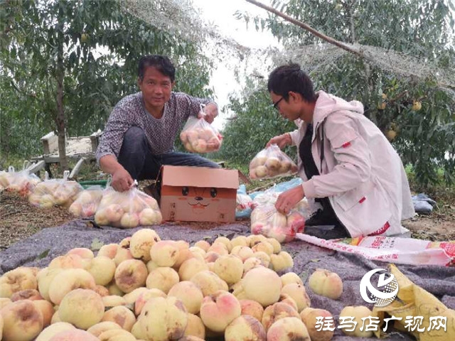 河南駐馬店市驛城區(qū)水屯鎮(zhèn)：人勤地生金 生活更甜蜜