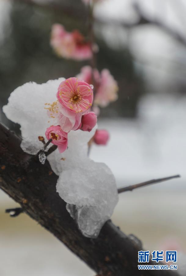 雪潤(rùn)春日