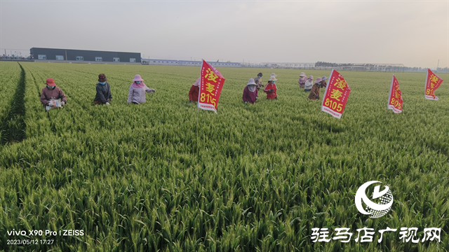 河南金糧田：嚴(yán)把麥種繁育質(zhì)量關(guān) 為來(lái)年豐收保駕護(hù)航