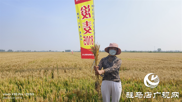 河南金糧田：嚴(yán)把麥種繁育質(zhì)量關(guān) 為來(lái)年豐收保駕護(hù)航