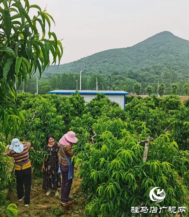 駐馬店驛城區(qū)：特色產(chǎn)業(yè)為鄉(xiāng)村振興蓄勢賦能