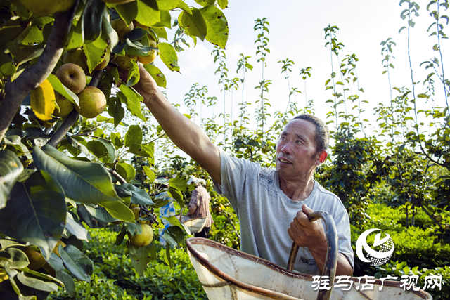 正陽縣：梨香壓滿枝 豐收采摘忙