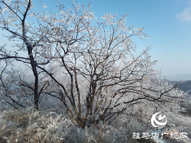 【組圖】駐馬店金頂山：漫山玉樹瓊枝如夢如畫