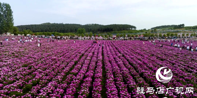 確山縣：“確”字號道地藥材在全省超四成