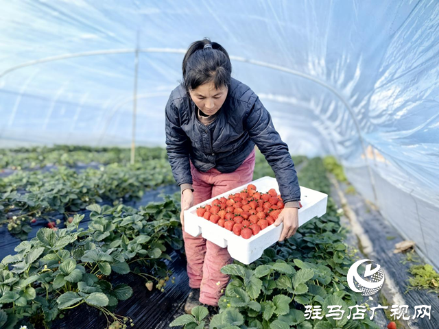 驛城區(qū)水屯鎮(zhèn)：村民走向“莓”好致富路