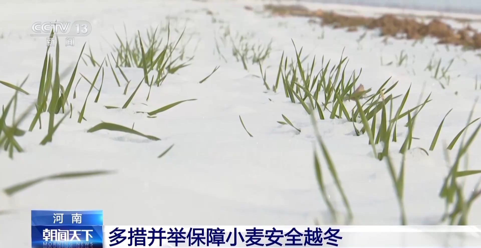 降雪降溫天氣小麥如何安全越冬？辦法來了