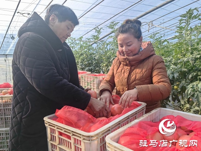 驛城區(qū)水屯鎮(zhèn)田莊村：特色品種西紅柿成了“致富果”