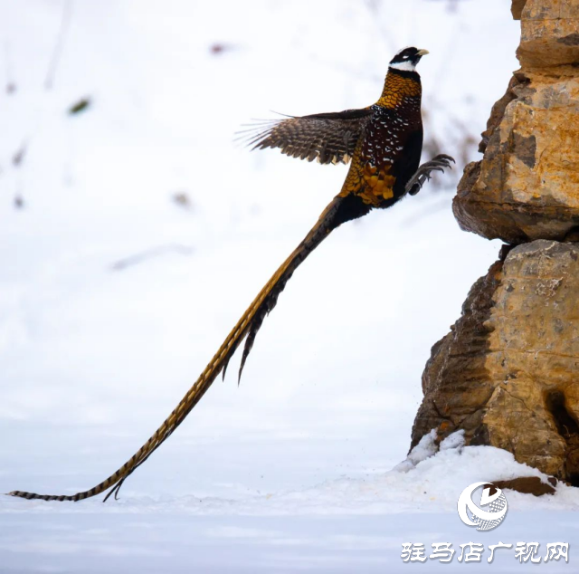 泌陽銅山湖驚現(xiàn)雪中美麗的珍稀瀕危鳥類白冠長尾雉