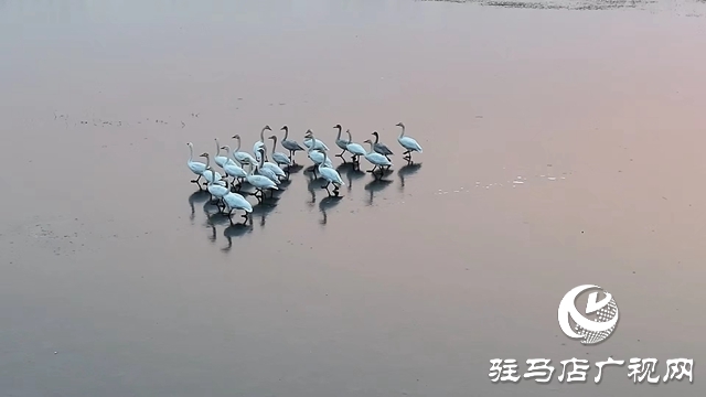 寒冬，他們在宿鴨湖濕地守護候鳥