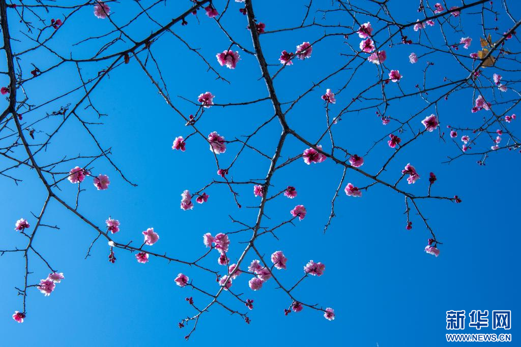 西藏拉薩：繁花漸開(kāi)春意濃