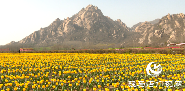 遂平縣：嵖岈山溫泉小鎮(zhèn)郁金香文化園開園