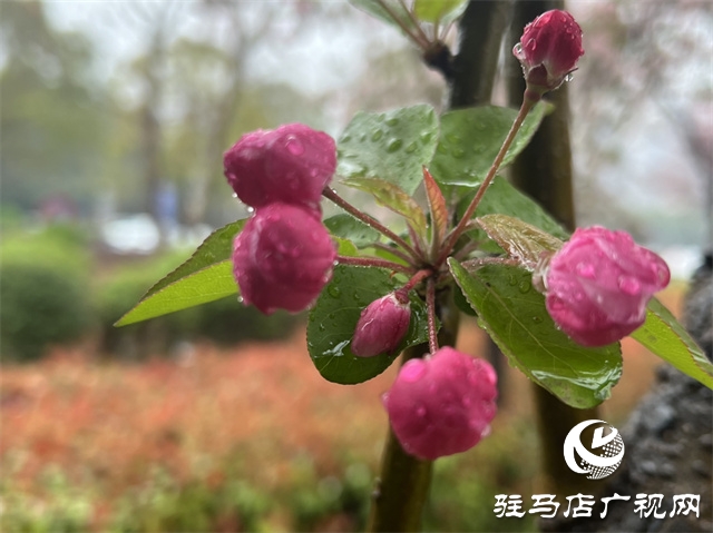 駐馬店：春雨潤(rùn)澤而至 海棠花如約盛開