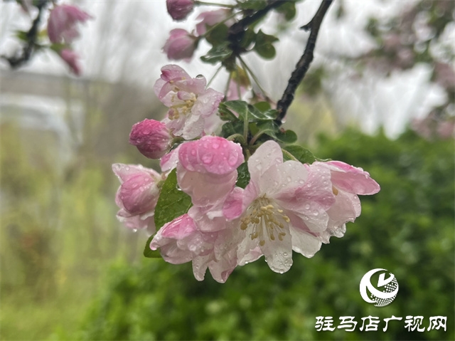 駐馬店：春雨潤(rùn)澤而至 海棠花如約盛開