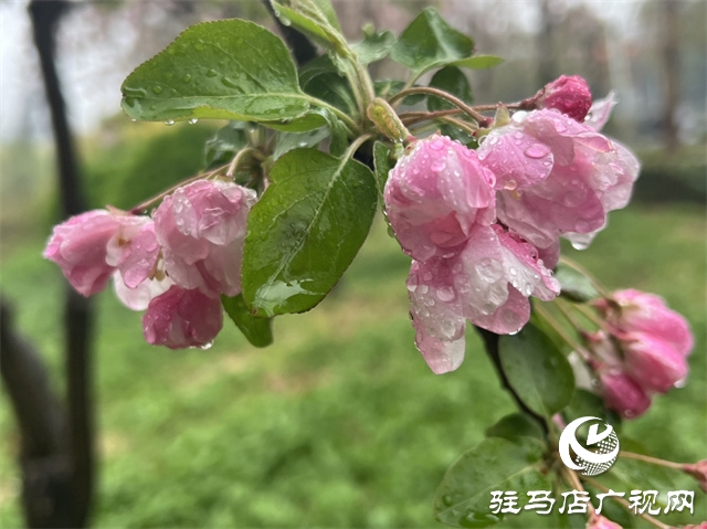 駐馬店：春雨潤(rùn)澤而至 海棠花如約盛開