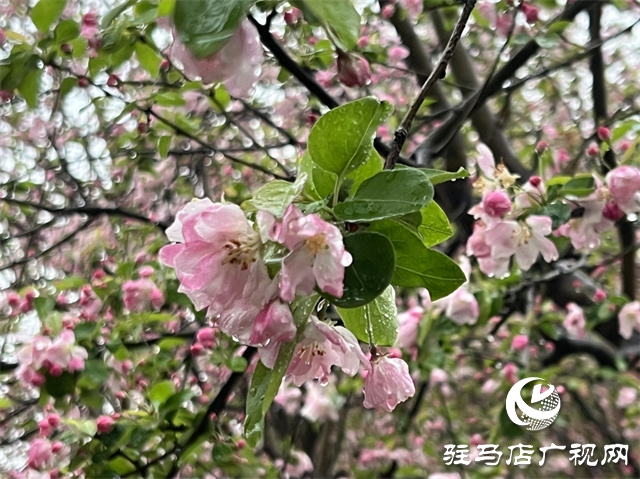 駐馬店：春雨潤(rùn)澤而至 海棠花如約盛開