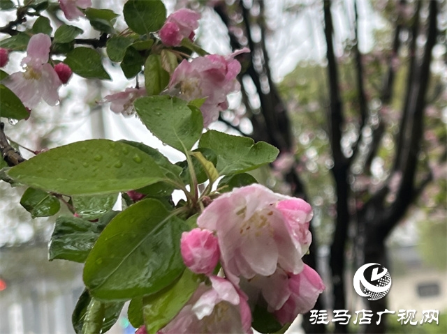 駐馬店：春雨潤(rùn)澤而至 海棠花如約盛開