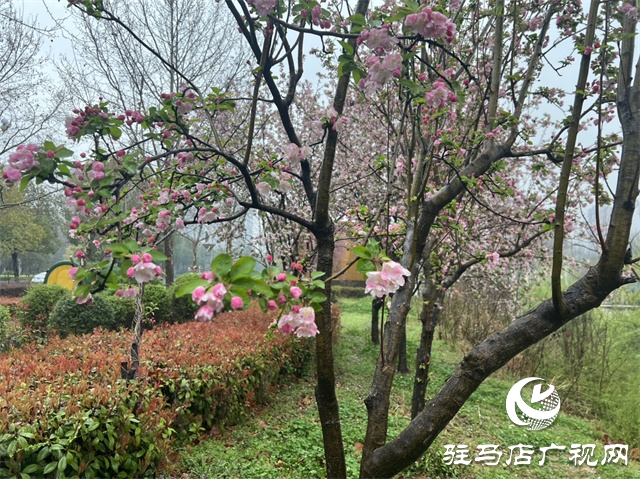 駐馬店：春雨潤(rùn)澤而至 海棠花如約盛開