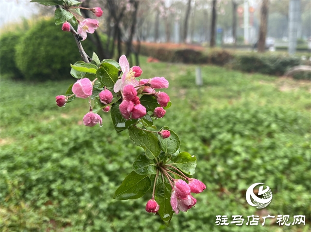 駐馬店：春雨潤(rùn)澤而至 海棠花如約盛開