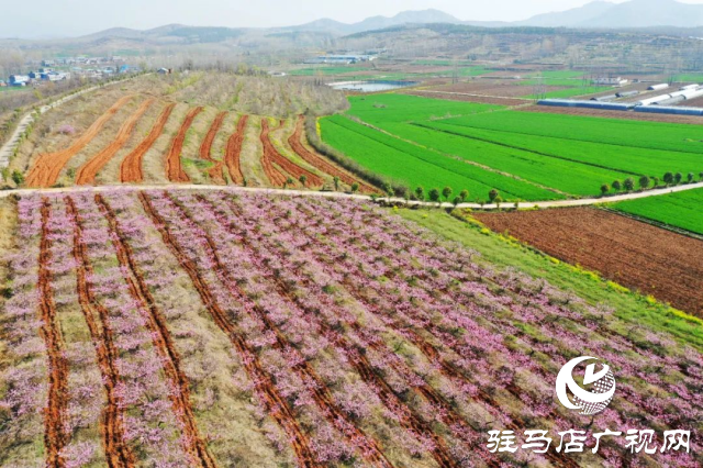 萬畝花田，駐馬店又一春天美景打卡地