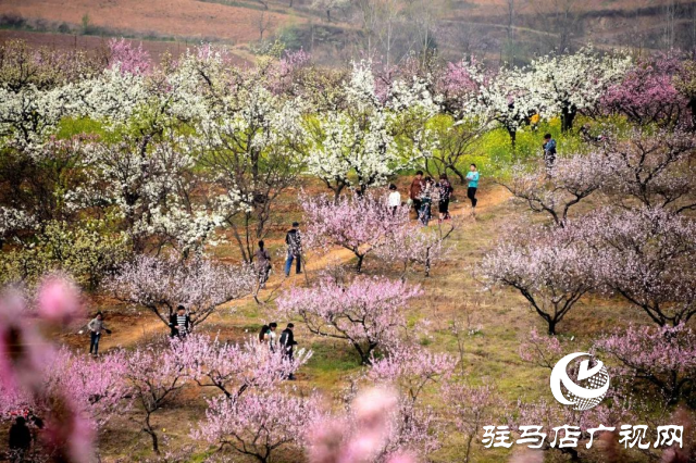 萬畝花田，駐馬店又一春天美景打卡地