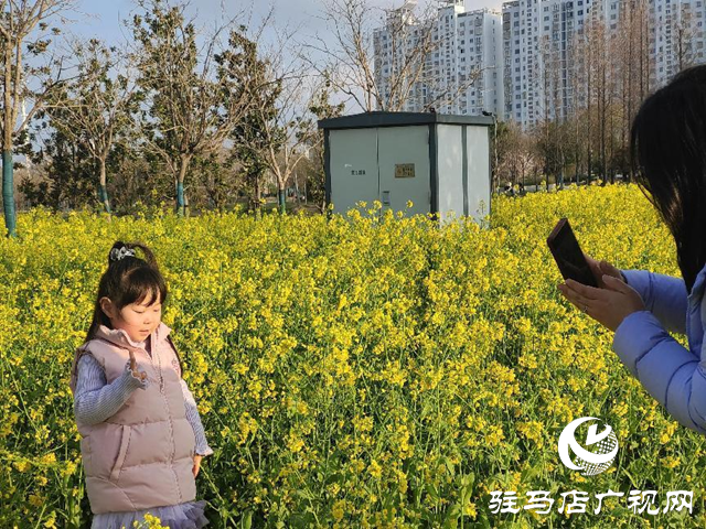 駐馬店：春雨催春意 油菜花盛開