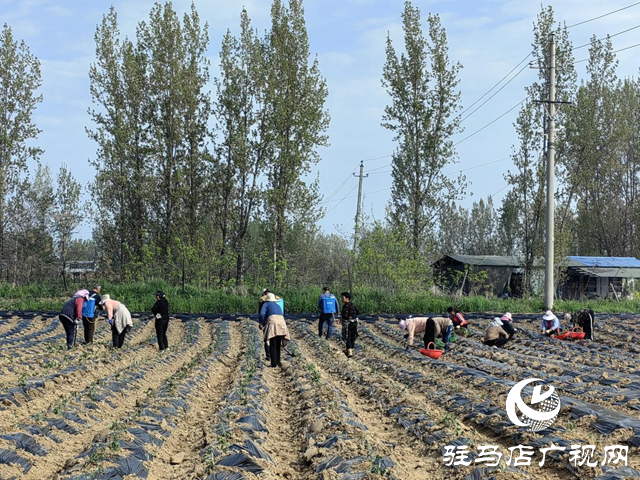 驛城區(qū)朱古洞鄉(xiāng)錢(qián)莊村：菊花種植效益好 搶抓農(nóng)時(shí)栽種忙