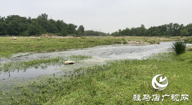 驛城區(qū)蟻蜂鎮(zhèn)：芳草茵茵彌翠色 小溪潺潺波光鱗