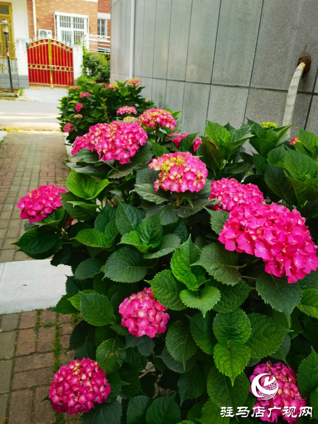 泌陽(yáng)縣：初夏繡球花絢爛綻放 扮靚城市街角