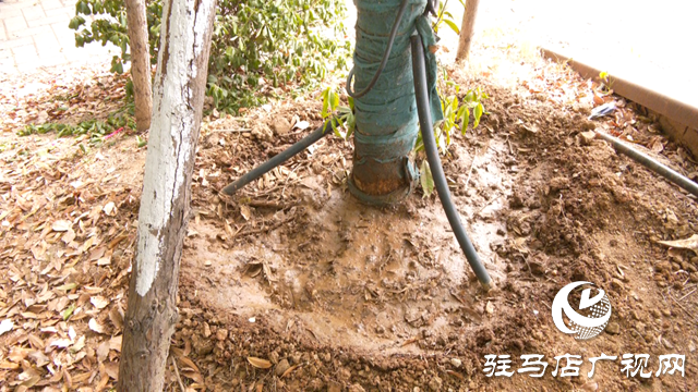 及時澆水 藥液滴灌 驛城區(qū)園林部門搶救游園干枯樹木