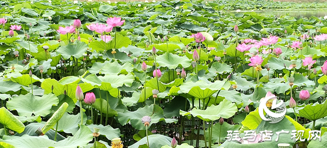 仲夏時節(jié) 荷花盛放