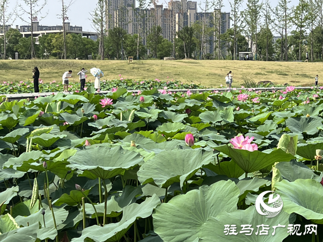 駐馬店人民公園：荷花盛開醉游人