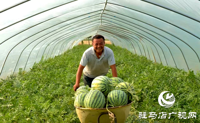 新蔡：甜蜜“果籃子”鼓起村民“錢(qián)袋子”