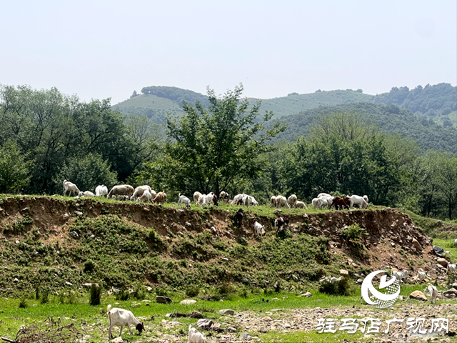 驛城區(qū)沙河店鎮(zhèn)趙堯村：黨旗飄揚(yáng)黨建引領(lǐng)下的鄉(xiāng)村振興