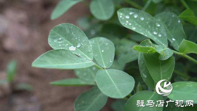 駐馬店市普降甘霖 解除旱情利于秋作物生長