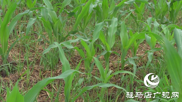 駐馬店市普降甘霖 解除旱情利于秋作物生長