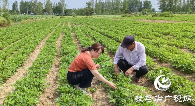 暴雨過后如何防范農(nóng)田內(nèi)澇？農(nóng)業(yè)專家支招