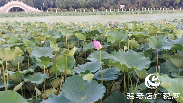 駐馬店置地公園成為夏日健身好去處