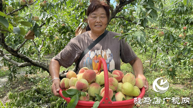 驛城區(qū)劉閣街道茨園村：桃子豐收盼采購