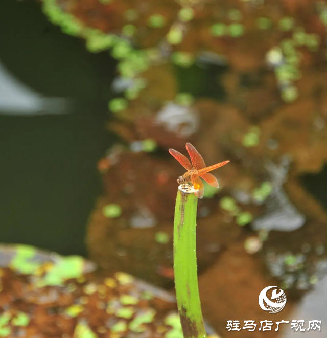 荷花盛開 美在當(dāng)“夏”