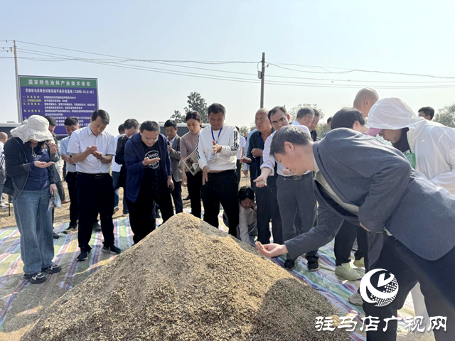 駐馬店：良種良法有機(jī)融合 芝麻機(jī)收喜獲成功