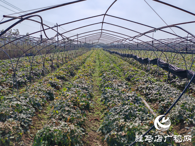 平輿縣萬金店鎮(zhèn)土店村：中藥材淫羊藿種植助力鄉(xiāng)村振興