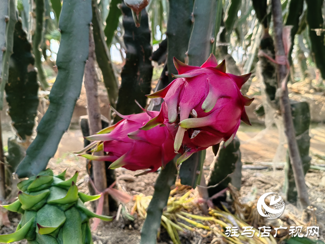 遂平縣嵖岈山鎮(zhèn)：特色種植種出紅紅火火的幸福生活